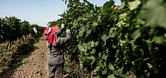 ВТБ профинансирует винодельческую компанию Дербент Вино в Дагестане на сумму до 200 млн рублей